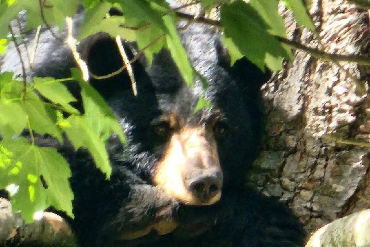 Bear in Tree